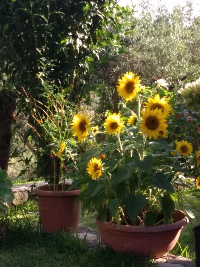 Volidiera Guest house *